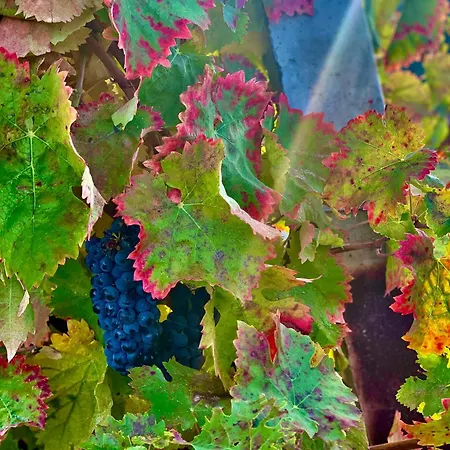 Il Giardino Dell'abate Di Collepino - *