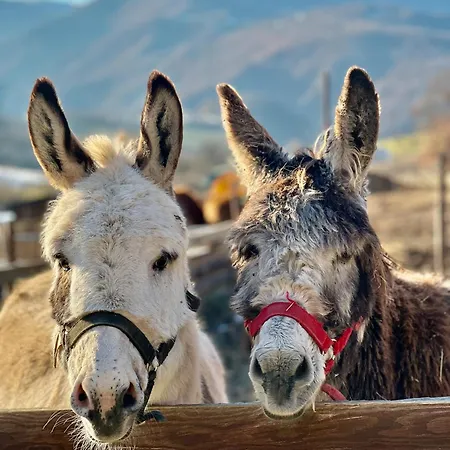 Il Giardino Dell'abate Di - Spello Feriehus Collepino